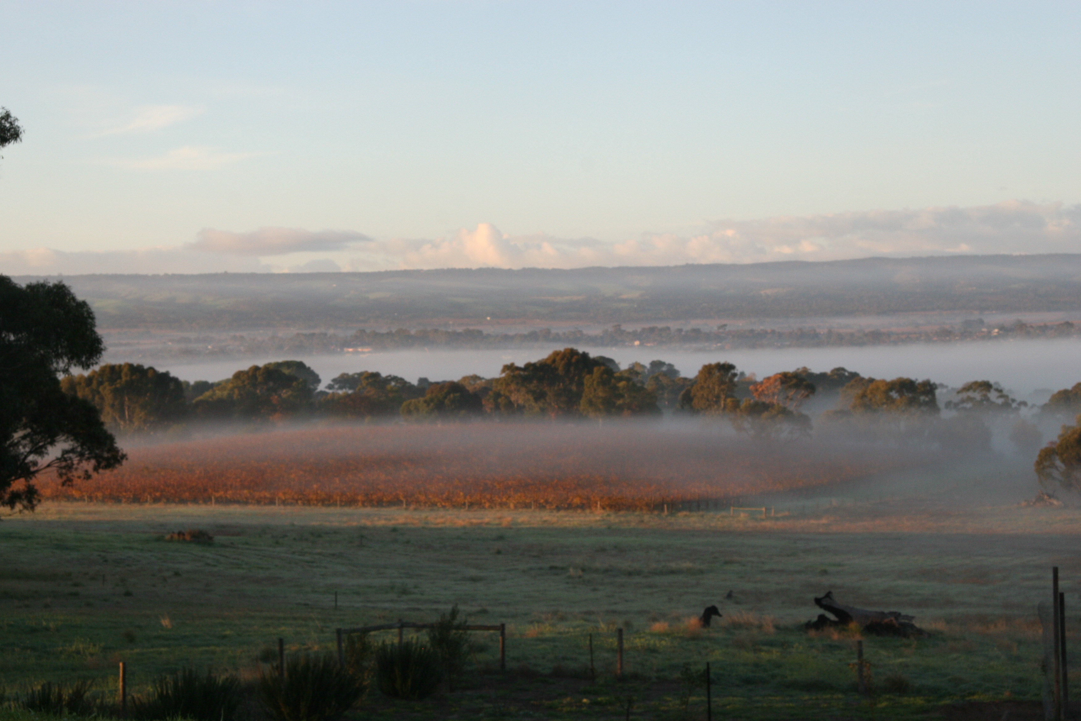Morning fog at the vineyard